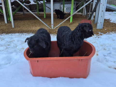 새끼들의 식사 시간.jpg