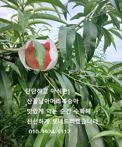 아머리복숭아.jpg11.jpg